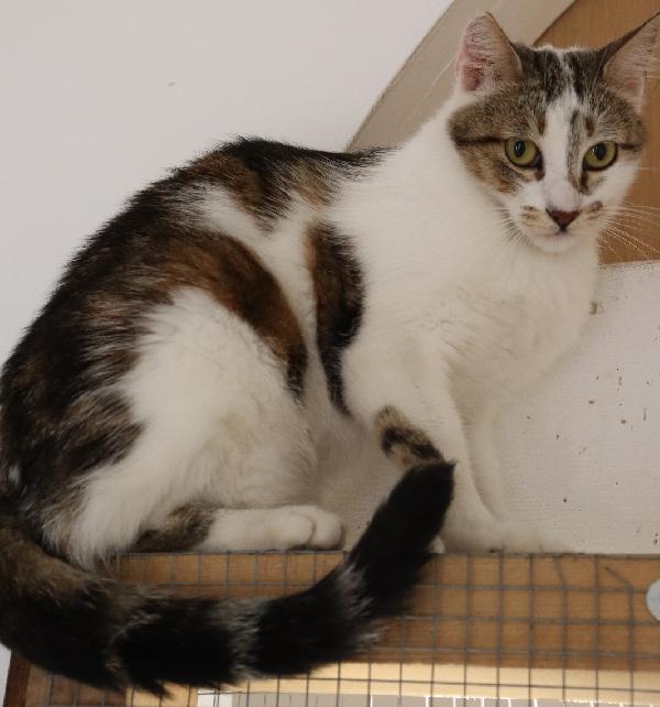 Nicole, giovane gattina (del 2023) Foto 6